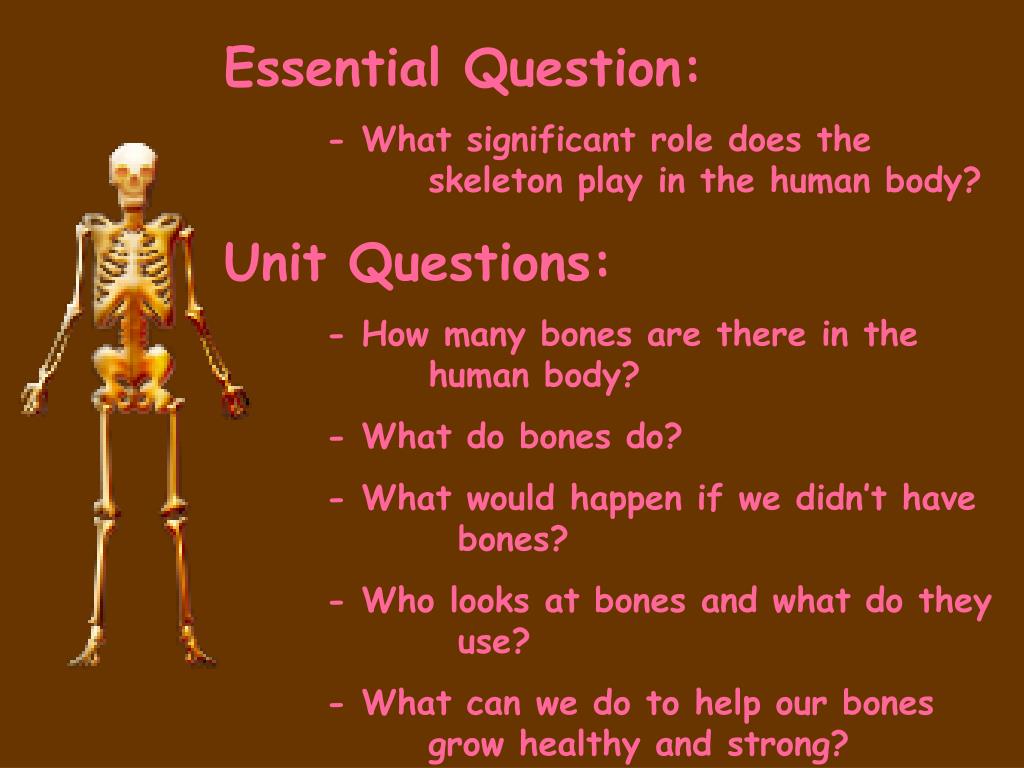essay about skeletal system