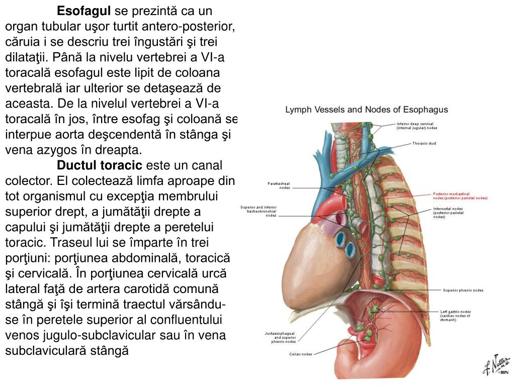 boli ale articulațiilor vertebrale costale