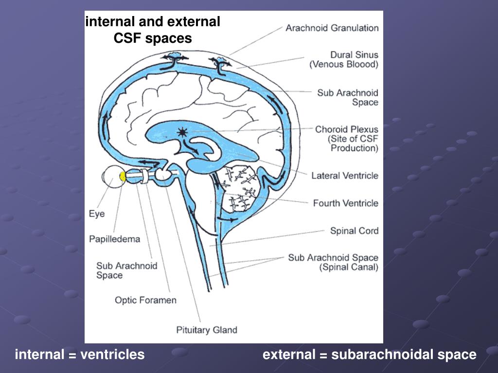 Ликворные изменения мозга. Отверстия Люшка и Мажанди. Схема оттока цереброспинальной жидкости. Отверстие Мажанди. Субарахноидальное пространство спинного мозга.