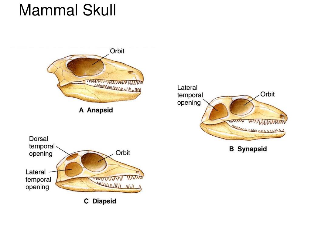 Класс млекопитающие череп. Строение скелета черепа млекопитающих. Строение черепа млекопитающих разных отрядов. Скелет черепа млекопитающих схема. Название костей черепа млекопитающих.