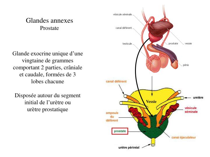 PPT L’appareil génital masculin PowerPoint Presentation ID1317019