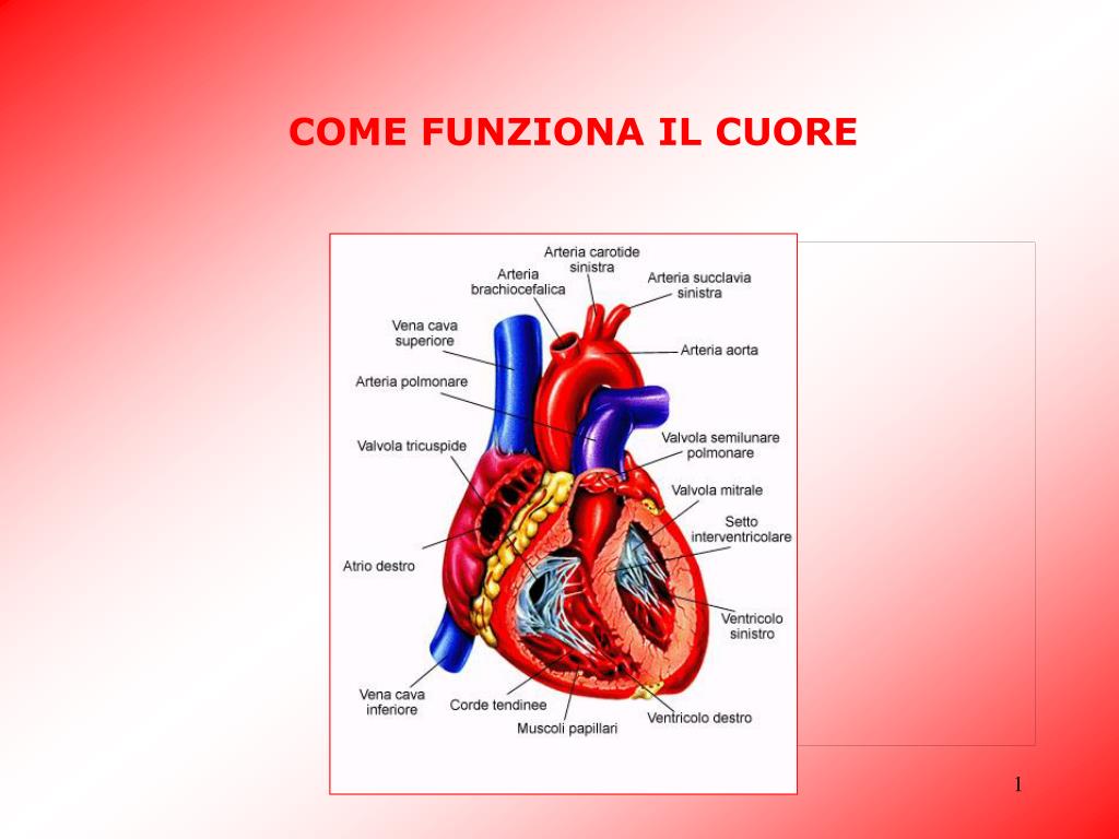 Da Che Parte è Il Cuore PPT - COME FUNZIONA IL CUORE PowerPoint Presentation, free download