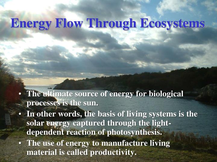 energy flow through ecosystems n.
