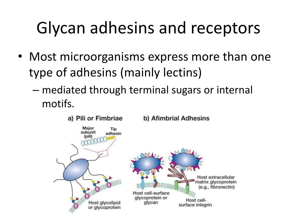 PPT - Glycan and disease PowerPoint Presentation, free download - ID