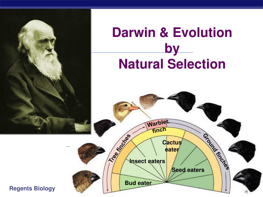 ppt-darwin-evolution-by-natural-selection-powerpoint-presentation-id-1319418