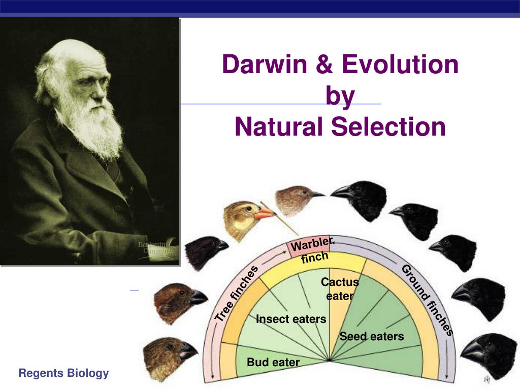 Charles Darwin Evolutionstheorie Wiki BYTKCK Charles Darwin Evolutionstheorie Wiki BYTKCK