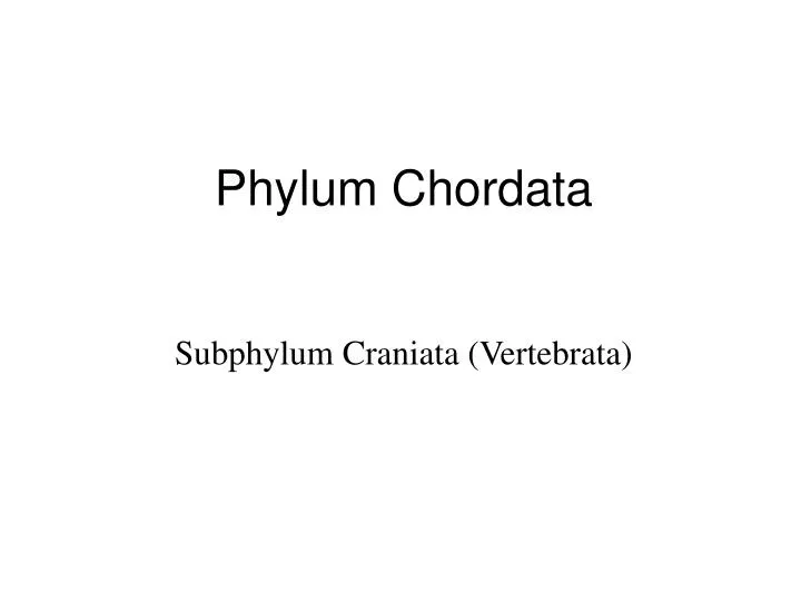 phylum chordata n.