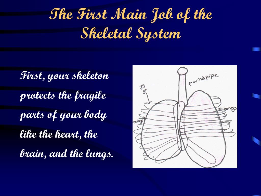 What is the skeletal systems main job