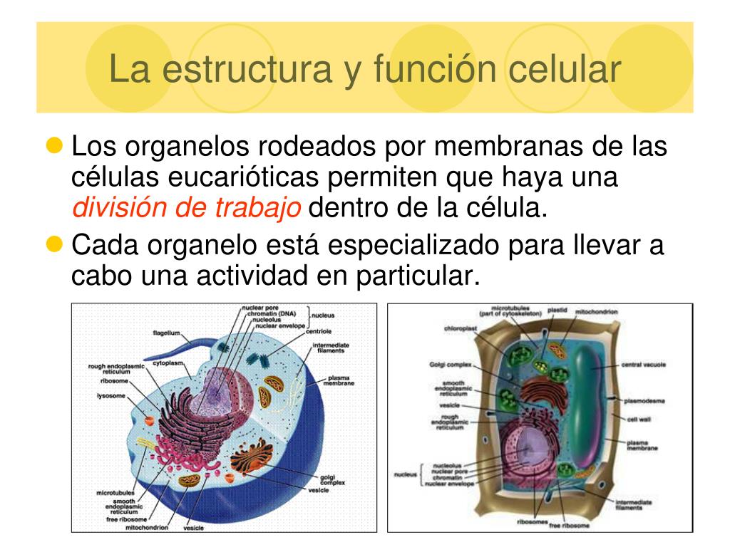 Ppt La BiologÍa De La CÉlula Powerpoint Presentation Free Download
