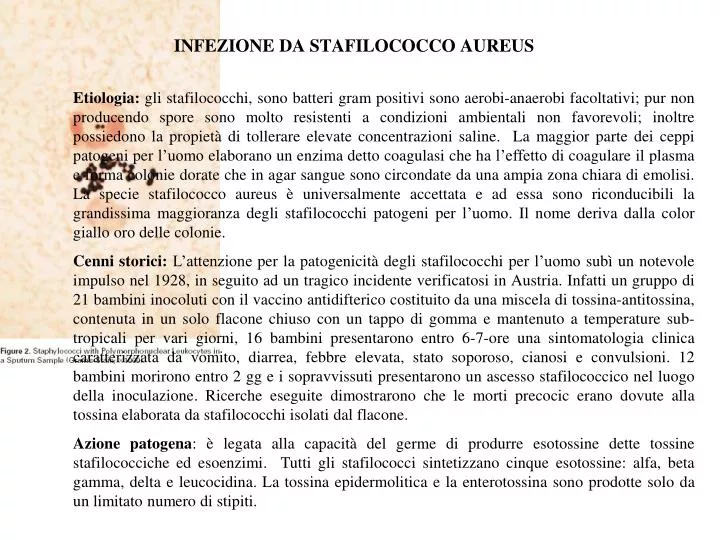Ppt Infezione Da Stafilococco Aureus Powerpoint Presentation Free Download Id 1322037 [ 540 x 720 Pixel ]
