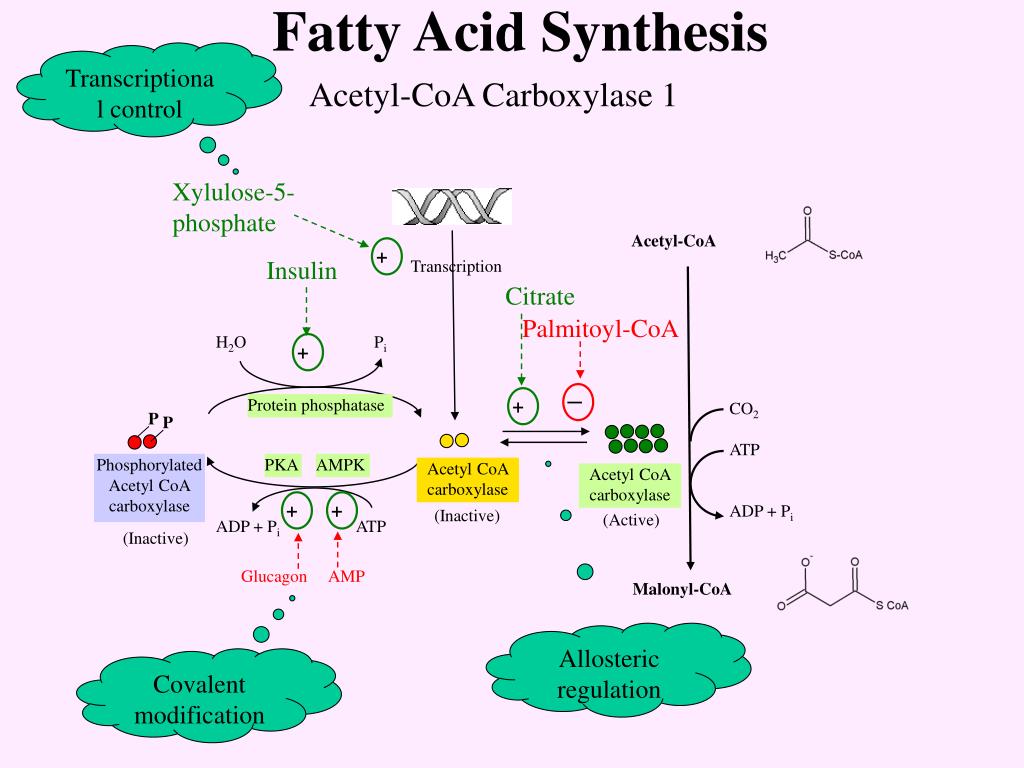 PPT Fatty Acid Synthesis PowerPoint Presentation, free