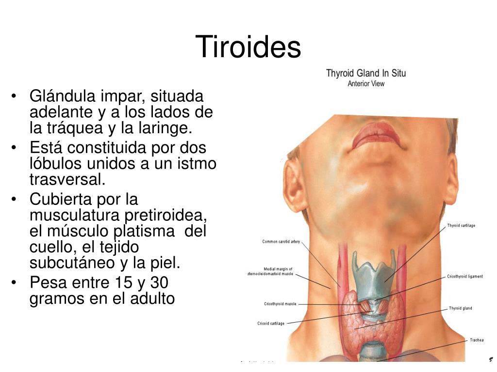 Como saber si tengo tiroides