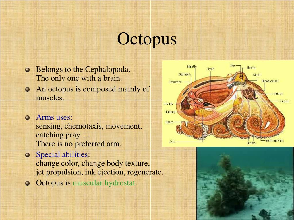 PPT - Octopus' Out Of Water Reaching Movements PowerPoint Presentation ...