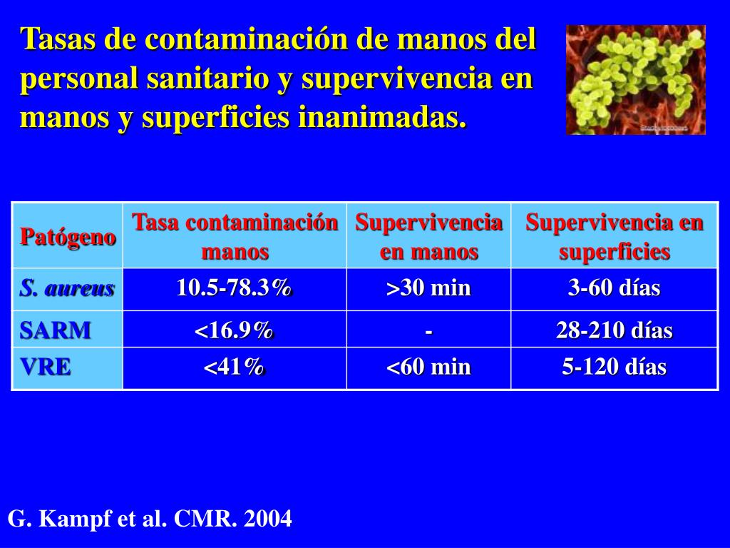 PPT - Papel Epidemiológico de la Flora Microbiana de las Manos PowerPoint  Presentation - ID:1336636