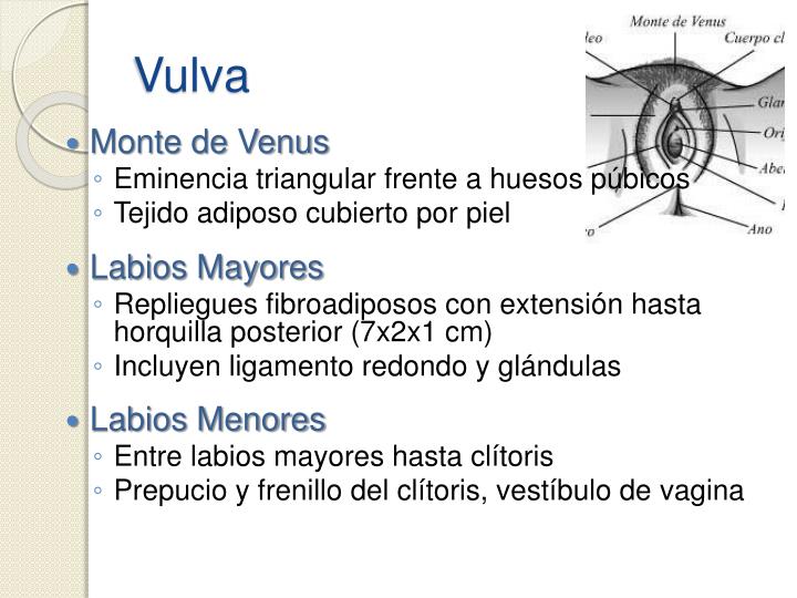 PPT ANATOMÍA ÓRGANOS GENITALES INTERNOS PowerPoint Presentation ID