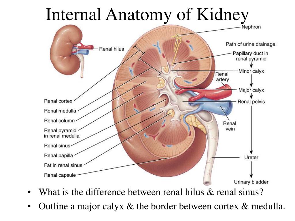 PPT Chapter 26 The Urinary System PowerPoint