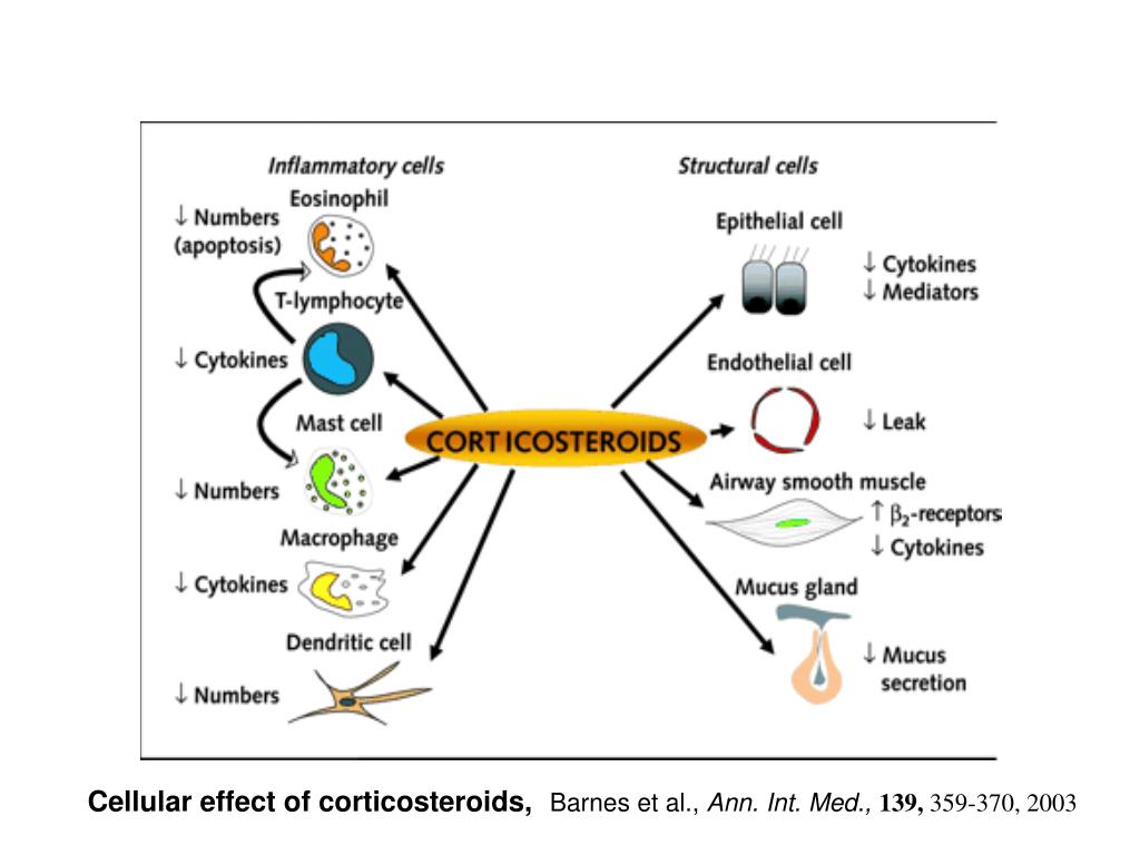 PPT - GLUCOCORTICOIDI PowerPoint Presentation, Free Download - ID:1337494