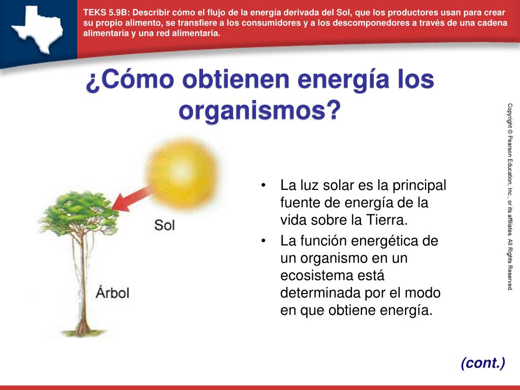 PPT - ¿Cómo obtienen energía los organismos? PowerPoint Presentation -  ID:1337896