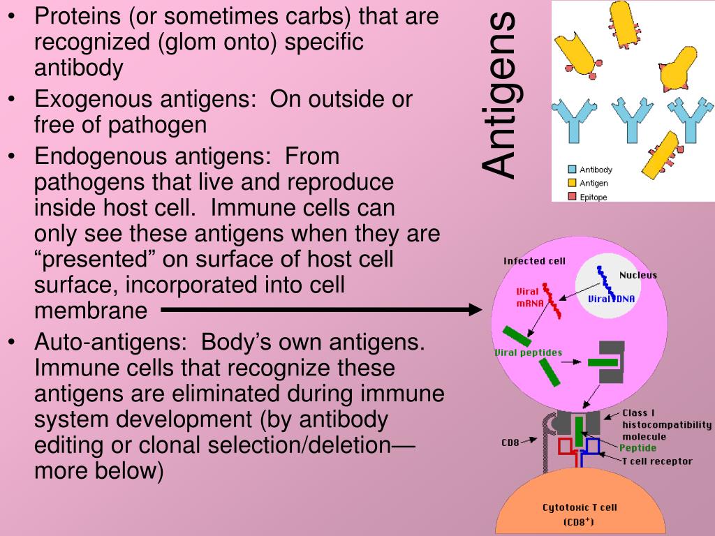 Antigens 