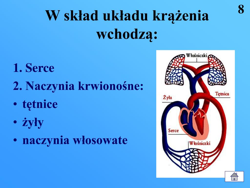 Jakie Funkcje Pełnią żyły Tętnice Naczynia Włosowate I Serce PPT - Uratuj komuś życie ! PowerPoint Presentation, free download - ID