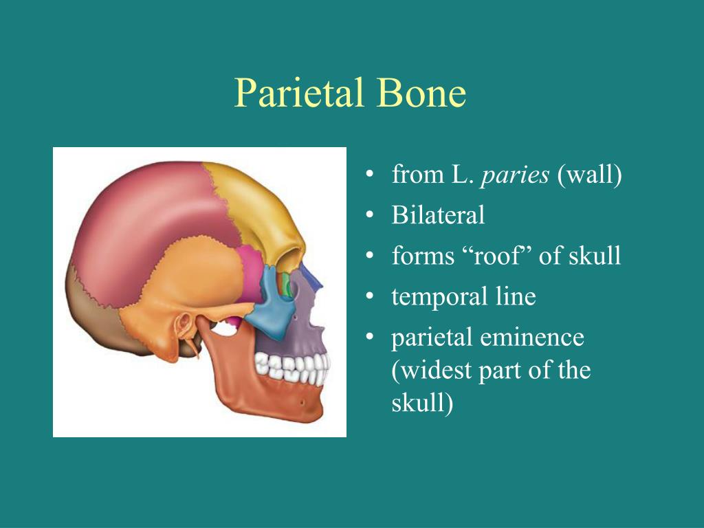 PPT - LIF101 Anatomy PowerPoint Presentation, free download - ID:1342220