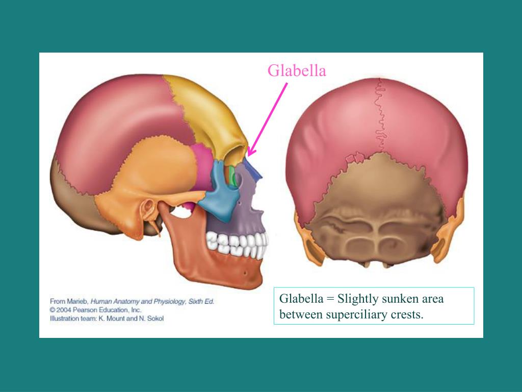 PPT LIF101 Anatomy PowerPoint Presentation Free Download ID 1342220 PPT LIF101 Anatomy PowerPoint Presentation Free Download ID 1342220