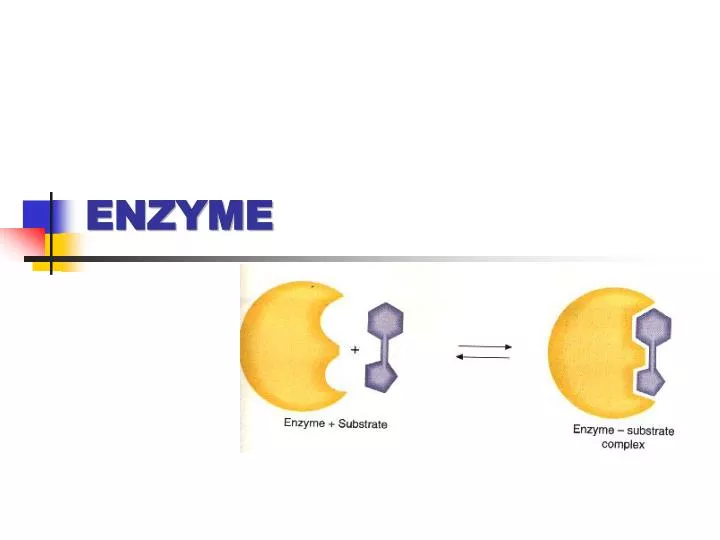 enzyme n.
