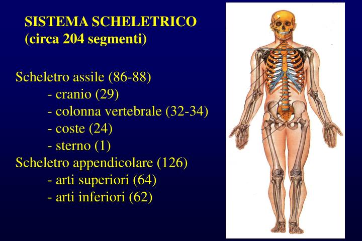 Modello anatomico osseo - M1130 - SATC solution - di scheletro / di
