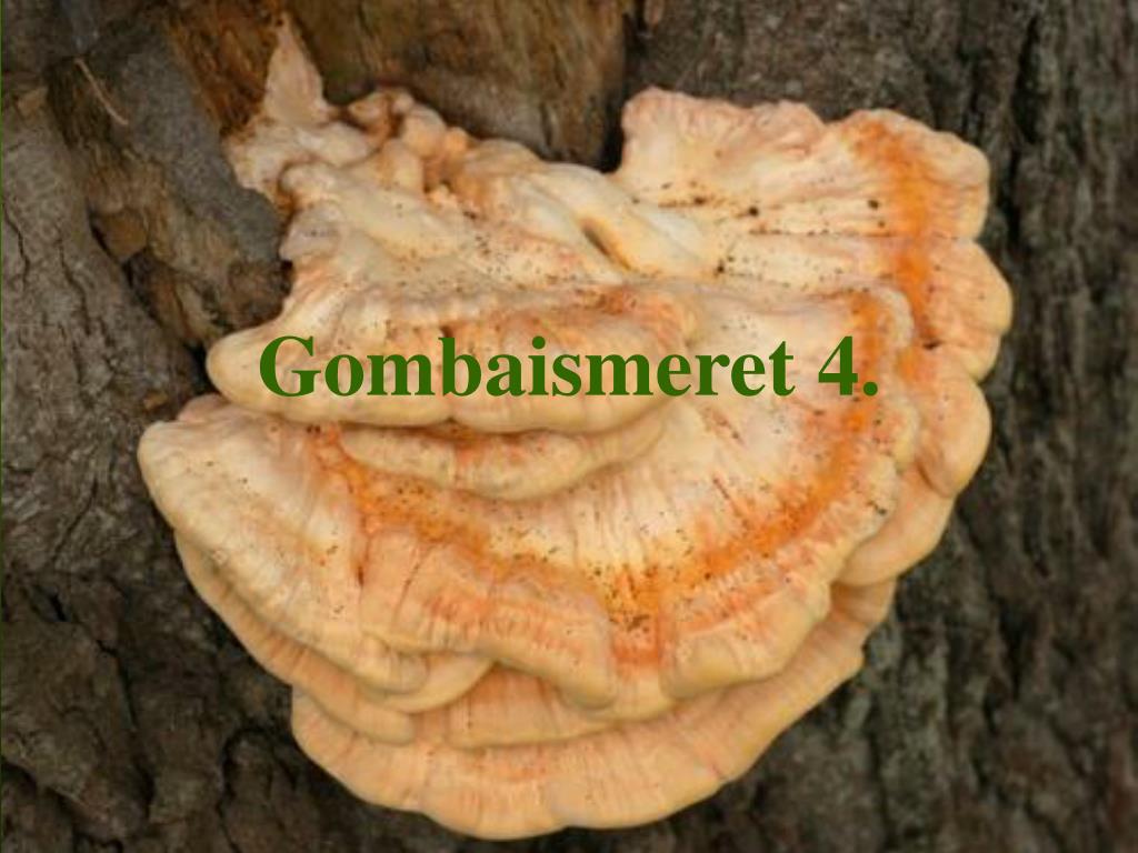 PPT - Gombaismeret 4. PowerPoint Presentation, free download - ID:1345226