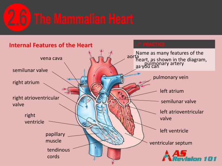 PPT - The Mammalian Heart PowerPoint Presentation - ID:1345296