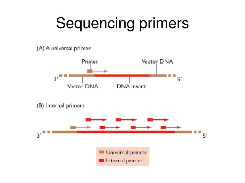 PPT Genome sequencing PowerPoint Presentation, free download ID1346170