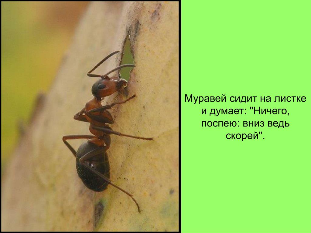 Фото Про Муравьев