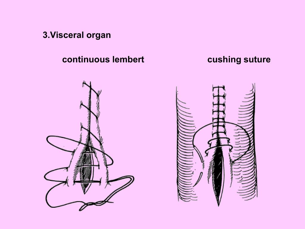 PPT Principles in Bovine surgery PowerPoint Presentation, free