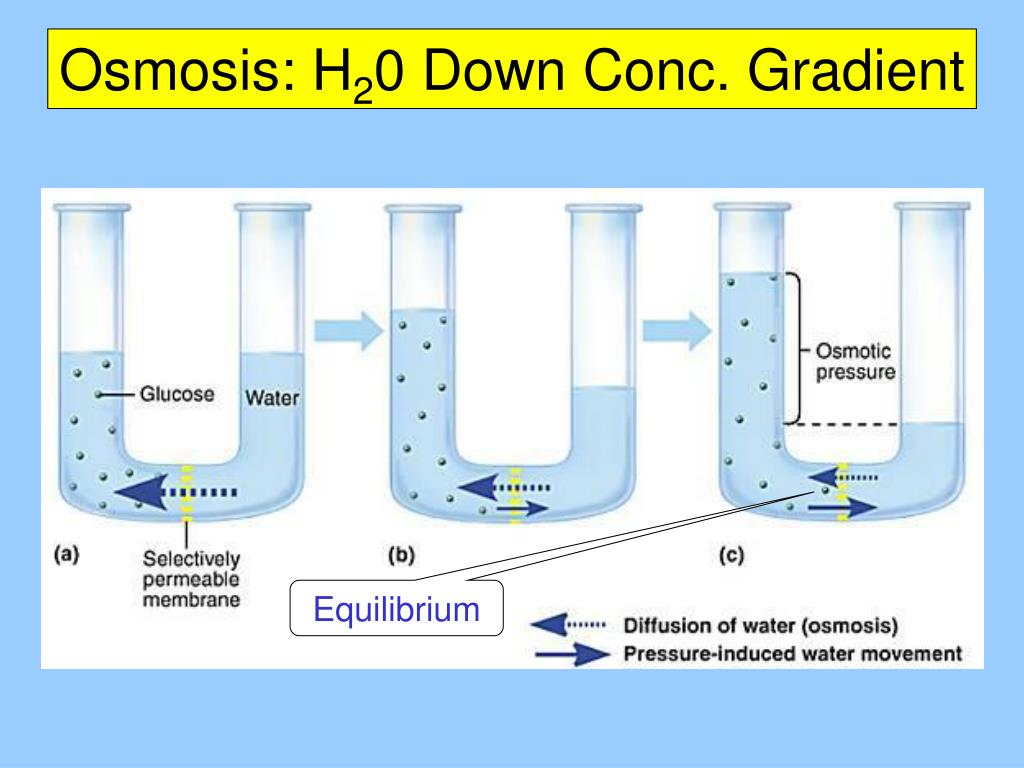 PPT - Chapter 7: Membrane Structure and Function PowerPoint ...