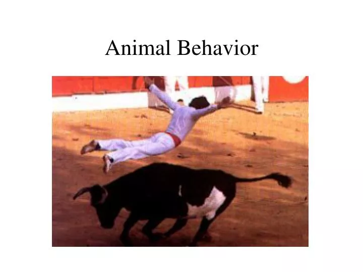 animal behavior Animal behaviour - association for the - sciencedirectcom. animal behavior Animal behaviour - association for the - sciencedirectcom.