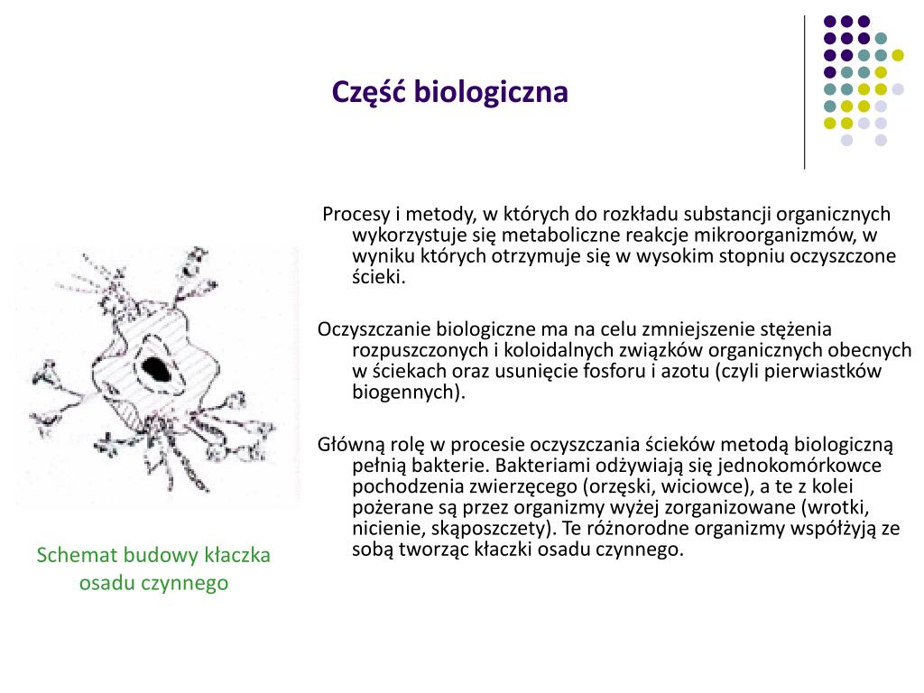 Przykłady Organizmów Wykorzystywanych W Procesie Oczyszczania ścieków PPT - Proces oczyszczania ścieków PowerPoint Presentation, free
