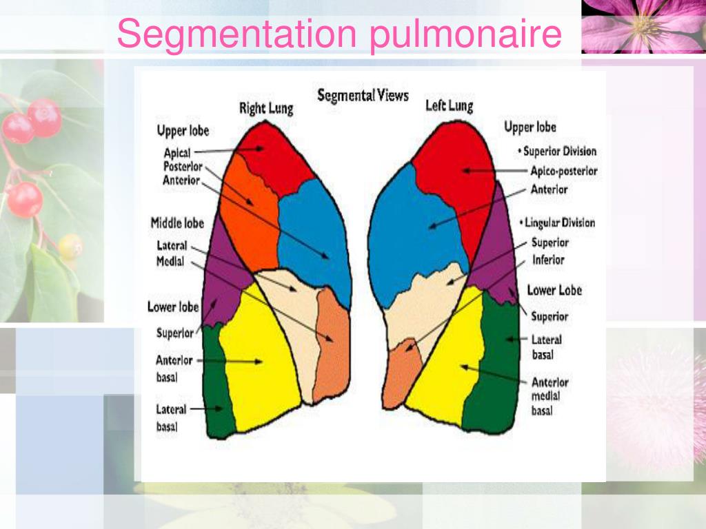 PPT La Radiographie Toracique PowerPoint Presentation Free Download PPT La Radiographie Toracique PowerPoint Presentation Free Download