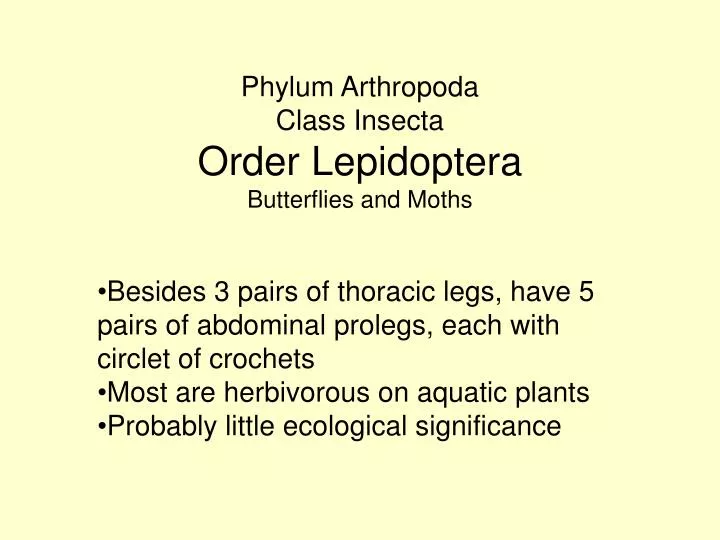 phylum arthropoda class insecta order lepidoptera butterflies and moths n.