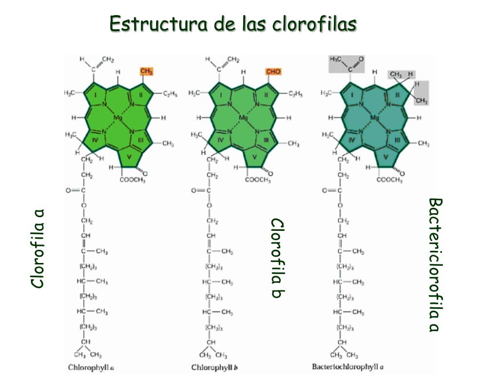 Особенности хлорофилла. Хлорофилл структурная формула. Строение молекулы хлорофилла. Строение гемоглобина и хлорофилла. Формула строения хлорофилла.