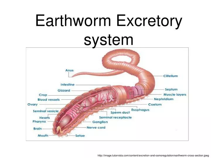 excretory system ppt presentation The human excretory system.