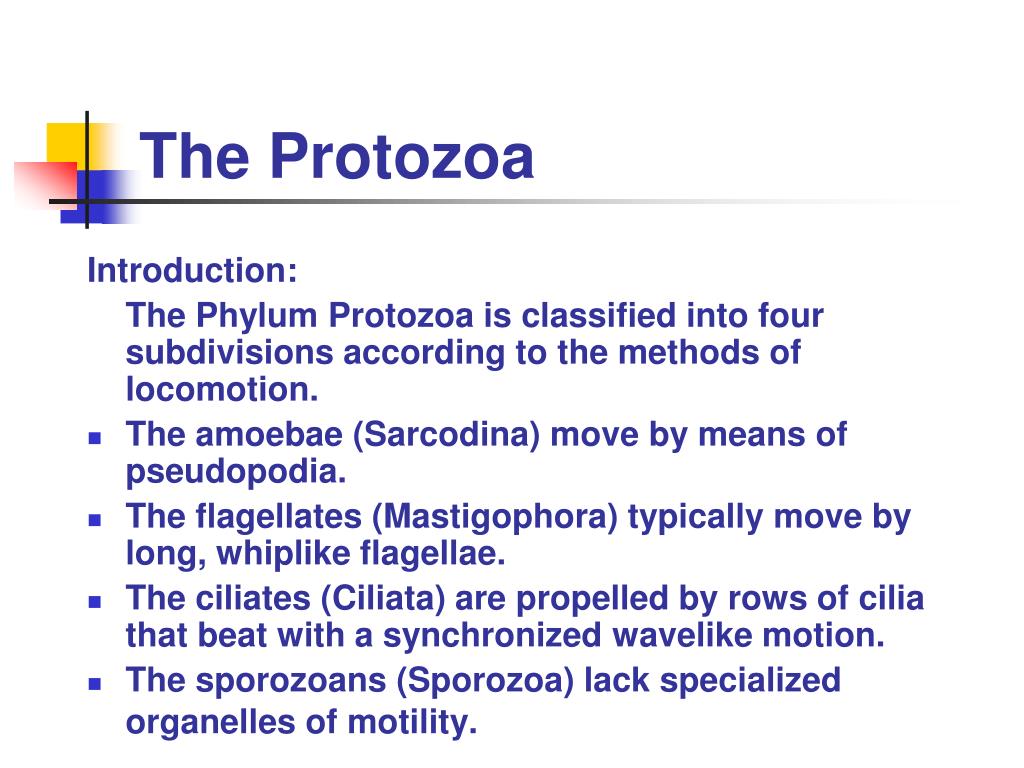 protozoan paraziták emberben ppt)