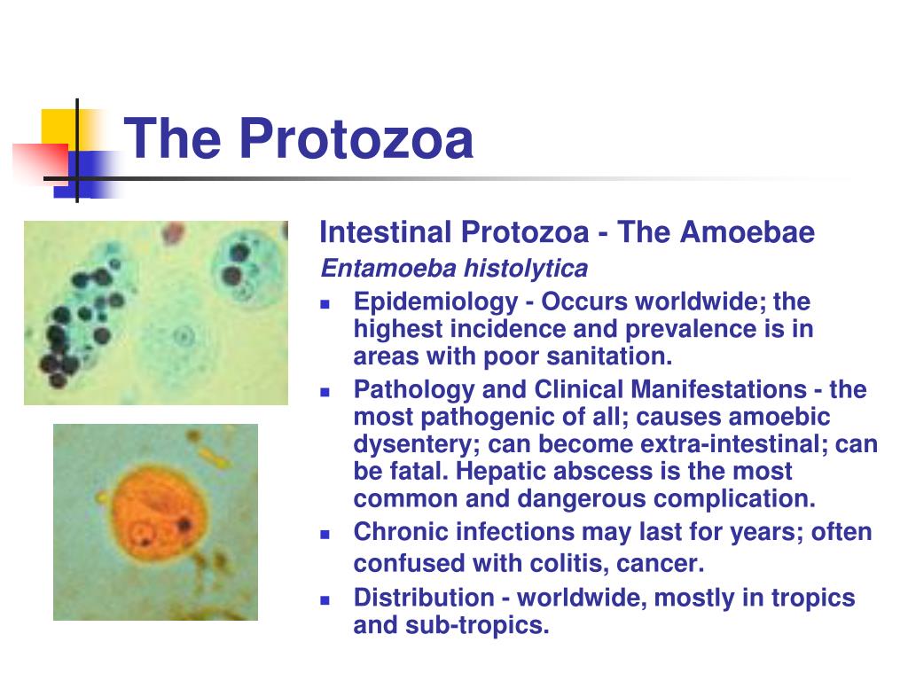Protozoan paraziták kezelése emberben. A leghalálosabb magyar paraziták, Protozoan paraziták ppt