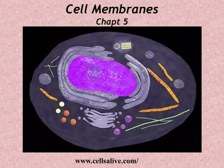 cell membranes chapt 5 n.
