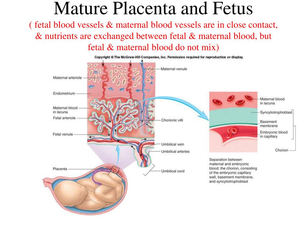 umbilical cord and placenta difference between caucus