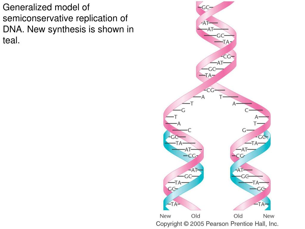 Ppt Generalized Model Of Semiconservative Replication Of Dna New Synthesis Is Shown In Teal Powerpoint Presentation Id