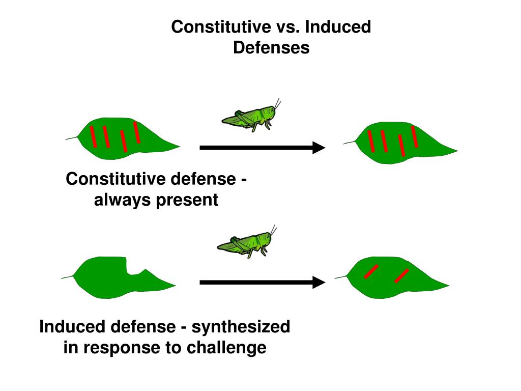 PPT Plant Defenses 1 First line of defense Plant perimeter