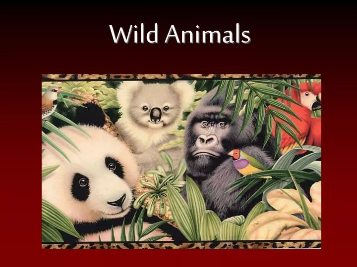 PPT - Wild Animals PowerPoint Presentation, free download - ID:1359851