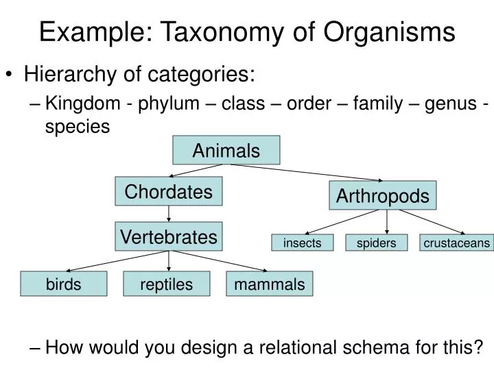 example taxonomy of organisms n.