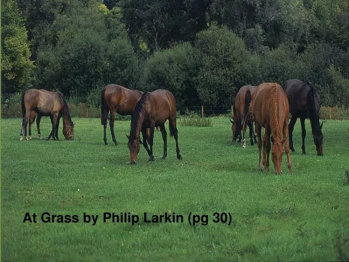 critical essay aubade philip larkin Poetry analysis: philip larkin’s philip larkin at grass essay philip larkin at grass summary philip poetry analysis: philip larkin’s “aubade. critical essay aubade philip larkin Poetry analysis: philip larkin’s philip larkin at grass essay philip larkin at grass summary philip poetry analysis: philip larkin’s “aubade.