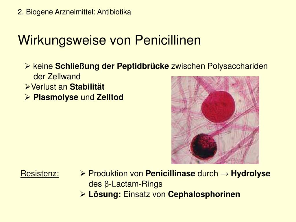 Penicillin Und Paracetamol